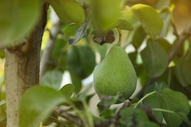 Photo of Fresh juicy pear on tree in garden, closeup