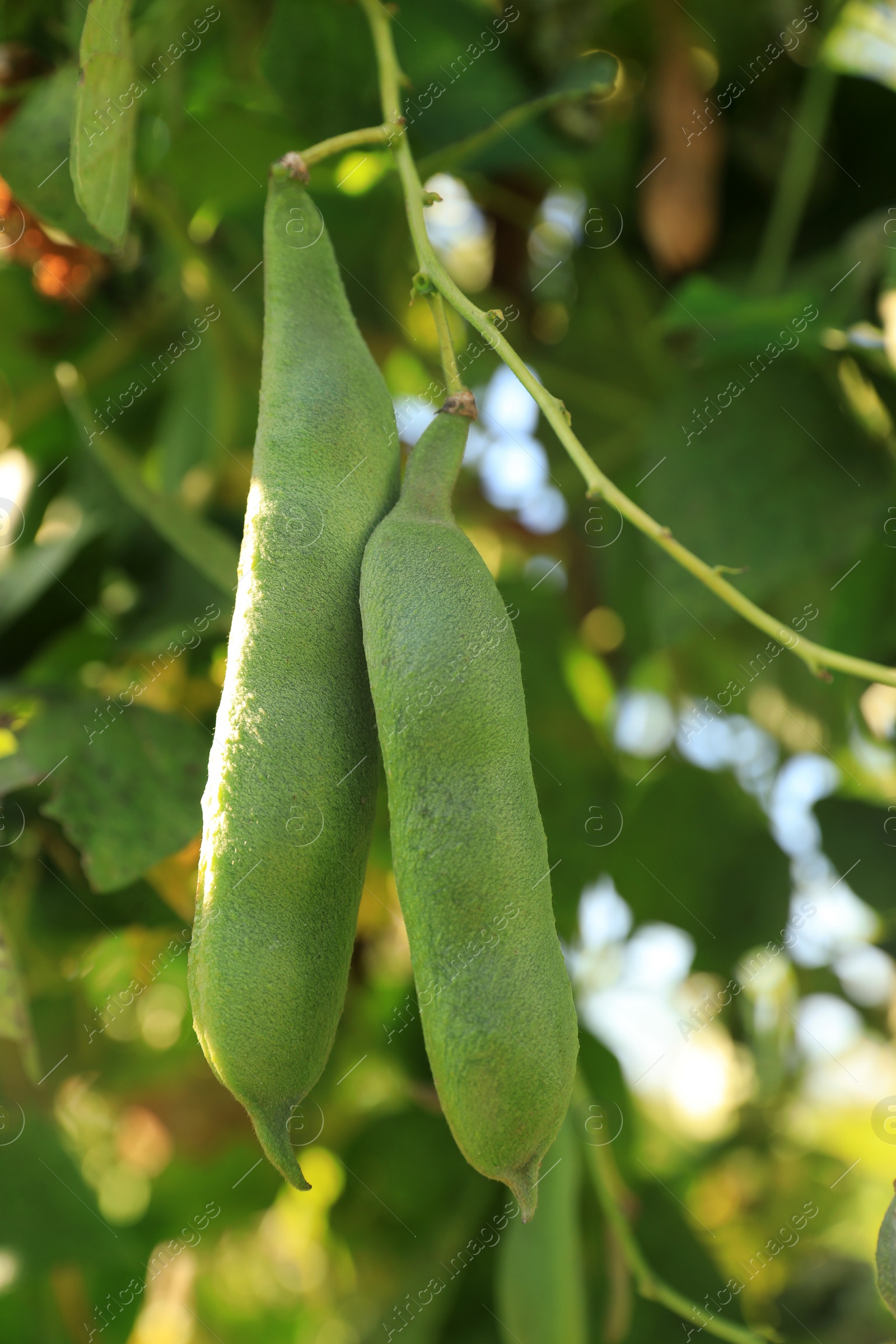 Photo of Fresh green beans growing outdoors on sunny day, closeup