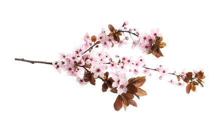 Sakura tree branch with beautiful pink blossoms isolated on white