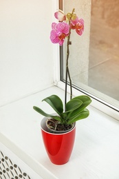 Photo of Beautiful tropical orchid flower in pot on windowsill