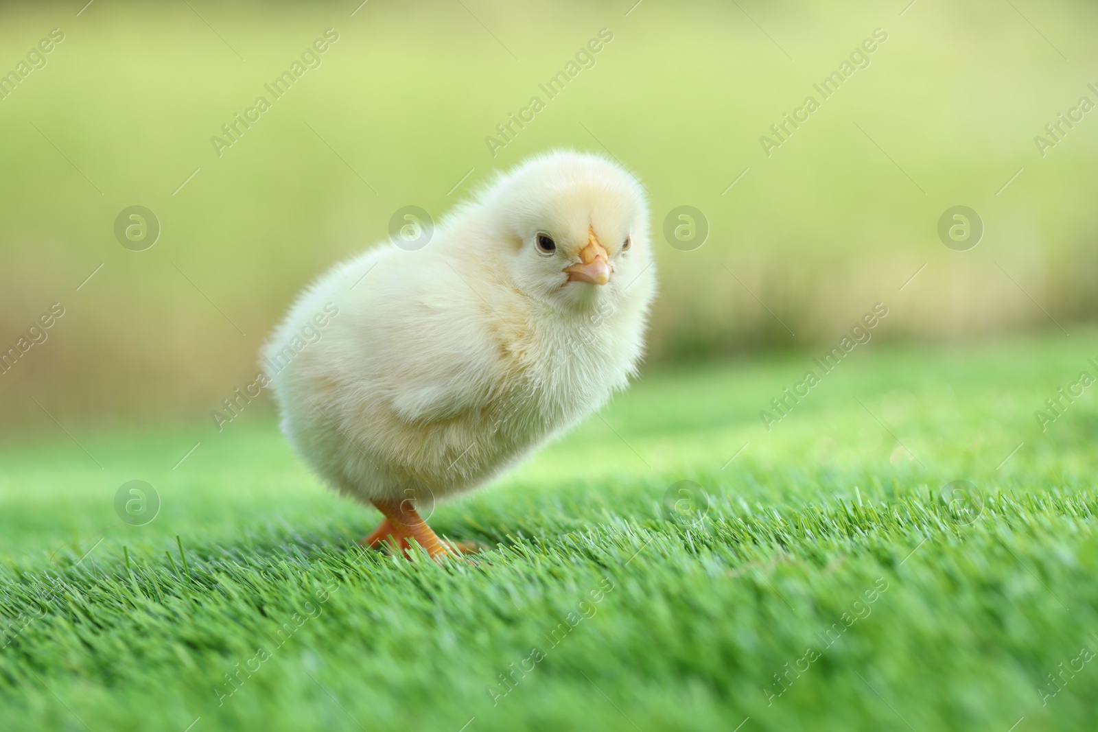 Photo of Cute chick on green artificial grass outdoors, closeup. Baby animal