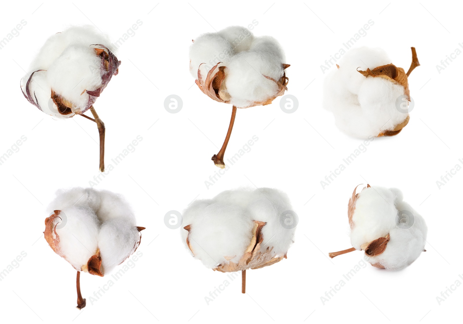 Image of Set with fluffy cotton flowers on white background