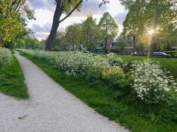 Beautiful view of cow parsley plant and trees growing near pathway outdoors