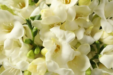 Photo of Closeup view of beautiful white freesia flowers