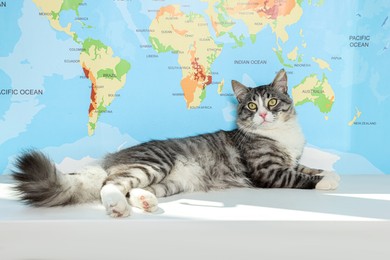 Cute cat on white table near map. Travelling with pet