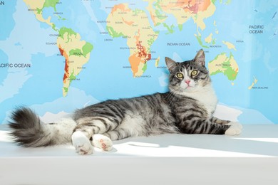 Photo of Cute cat on white table near map. Travelling with pet