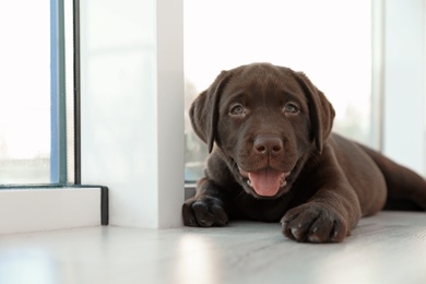 Chocolate Labrador Retriever puppy on  windowsill indoors