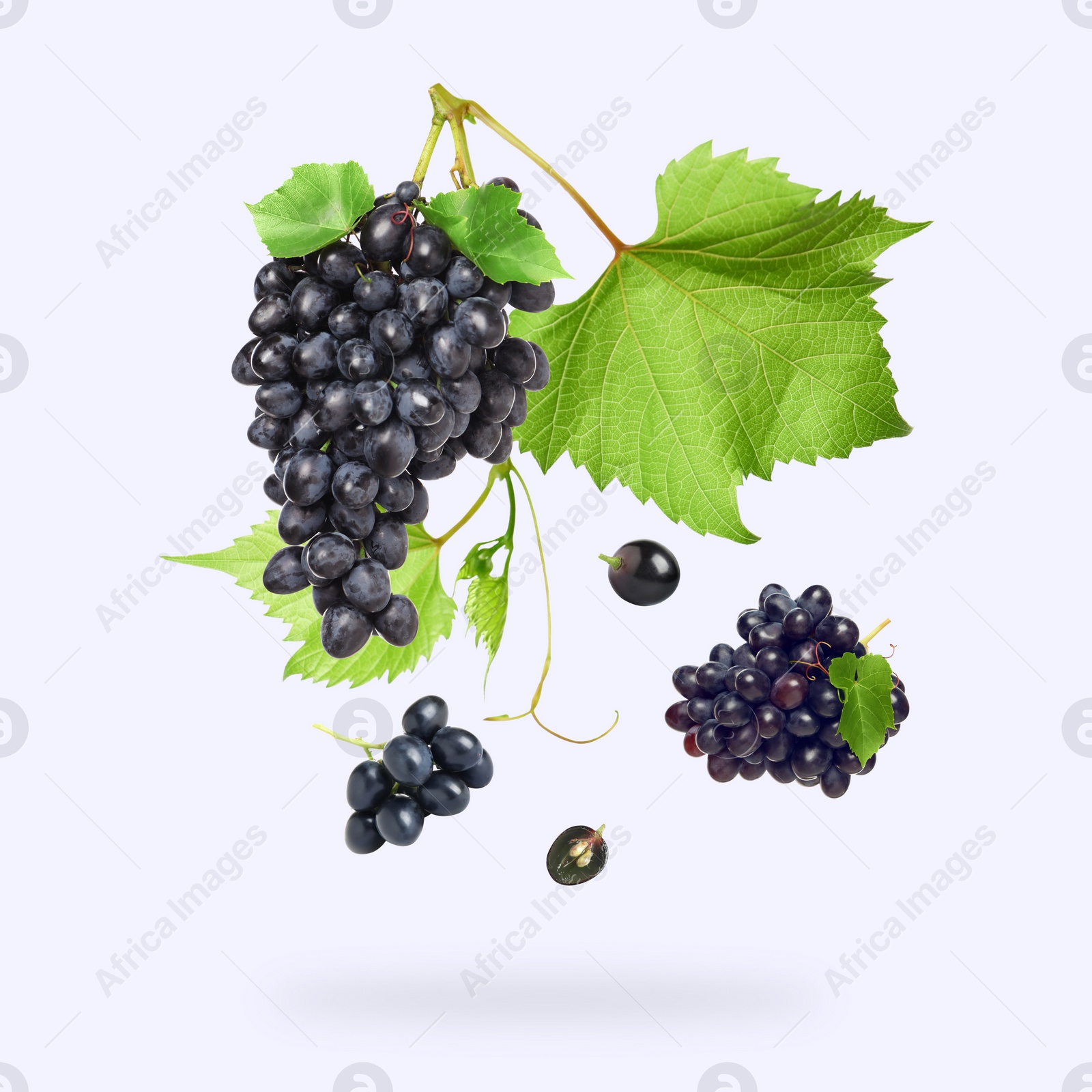 Image of Fresh grapes and vine in air on white background