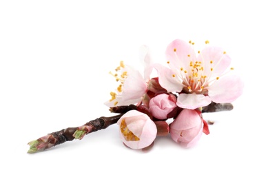 Beautiful apricot tree blossom on white background. Springtime