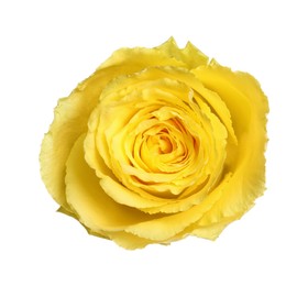 Beautiful fresh yellow rose isolated on white