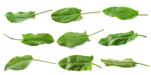 Image of Set of fresh sorrel leaves on white background. Banner design