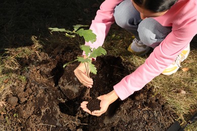 Woman planting young tree outdoors on sunny day, closeup