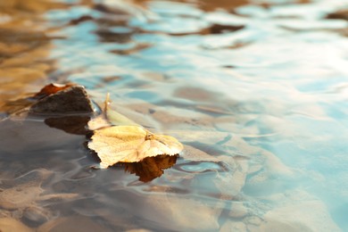 Photo of Fallen leaves in river on autumn day, closeup. Space for text