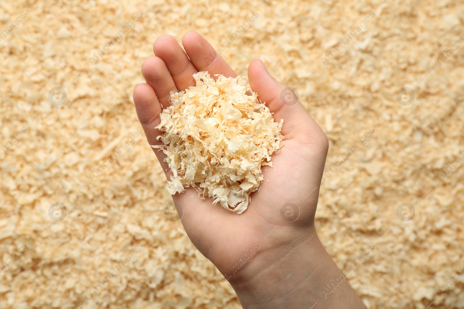 Photo of Woman holding dry natural sawdust, top view