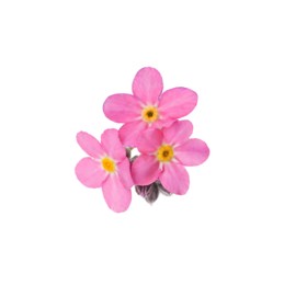 Photo of Delicate pink Forget-me-not flowers on white background