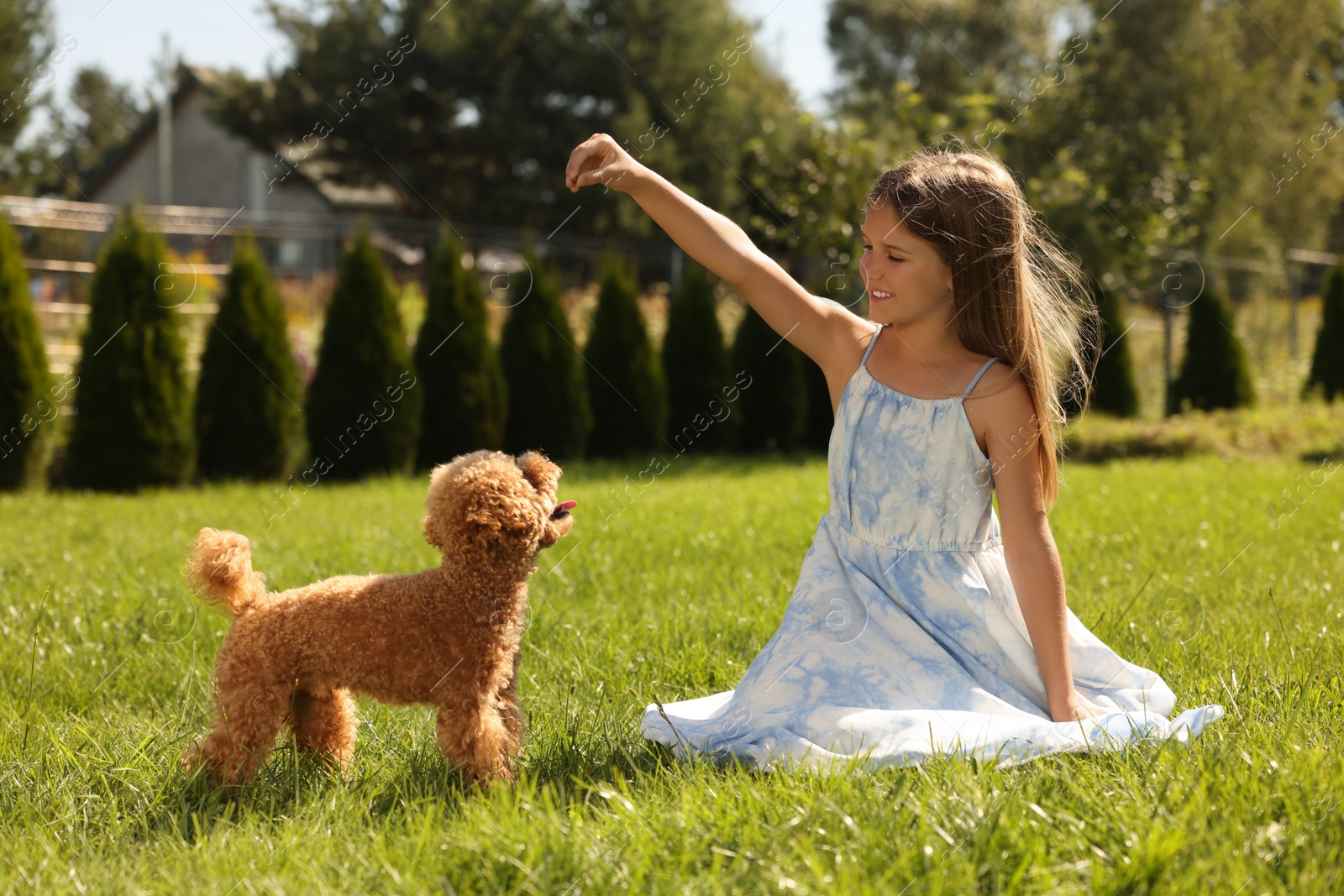 Photo of Beautiful girl playing with cute Maltipoo dog on green lawn in park