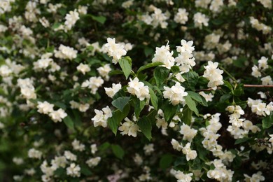 Photo of Beautiful jasmine shrub with white flowers outdoors