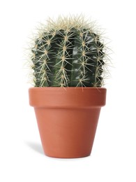 Image of Beautiful cactus plant in terracotta pot isolated on white. House decor