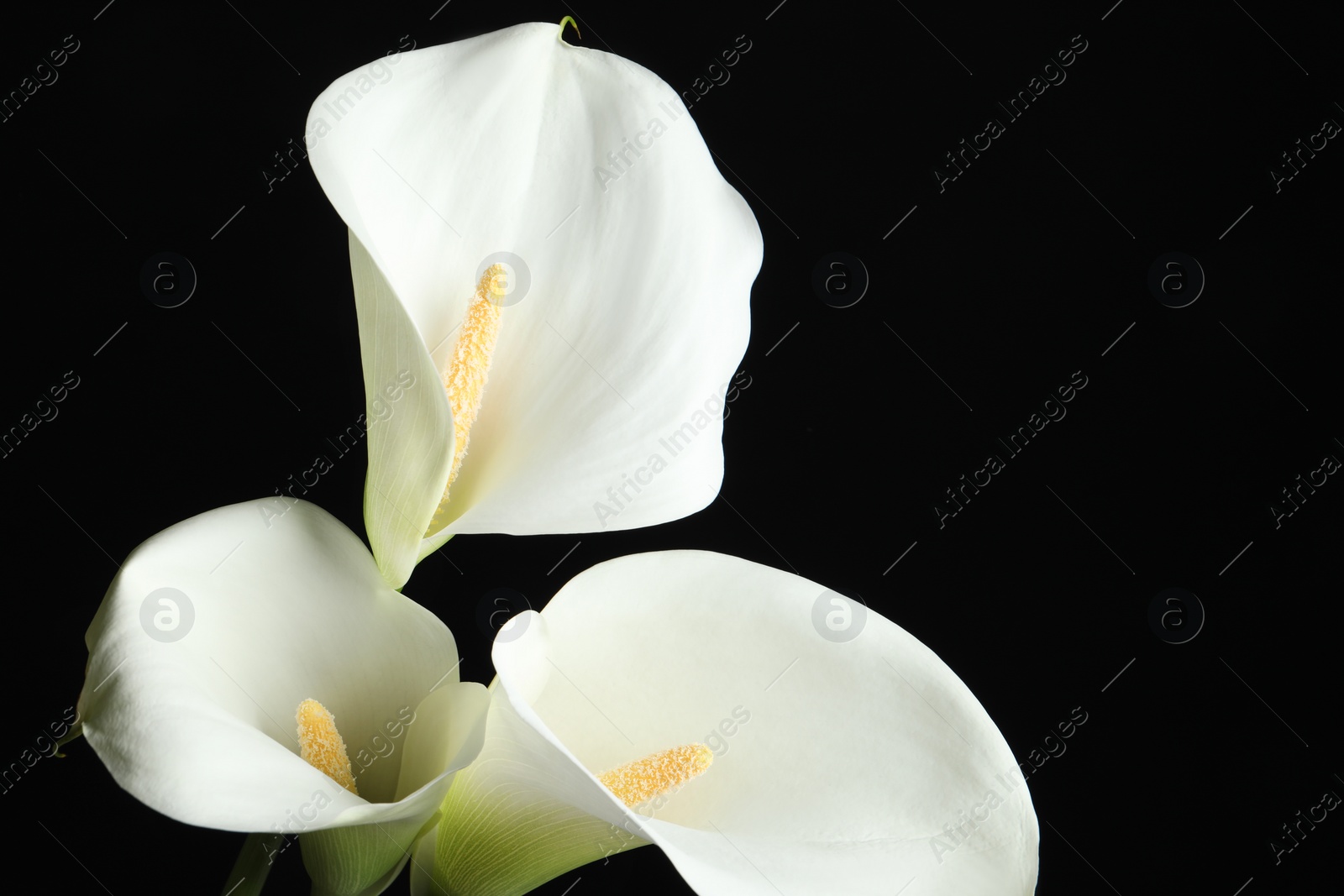 Photo of Beautiful calla lily flowers on black background, closeup. Space for text