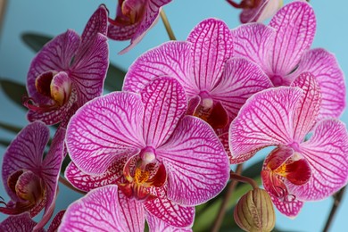 Photo of Beautiful pink orchid flower on light blue background, closeup