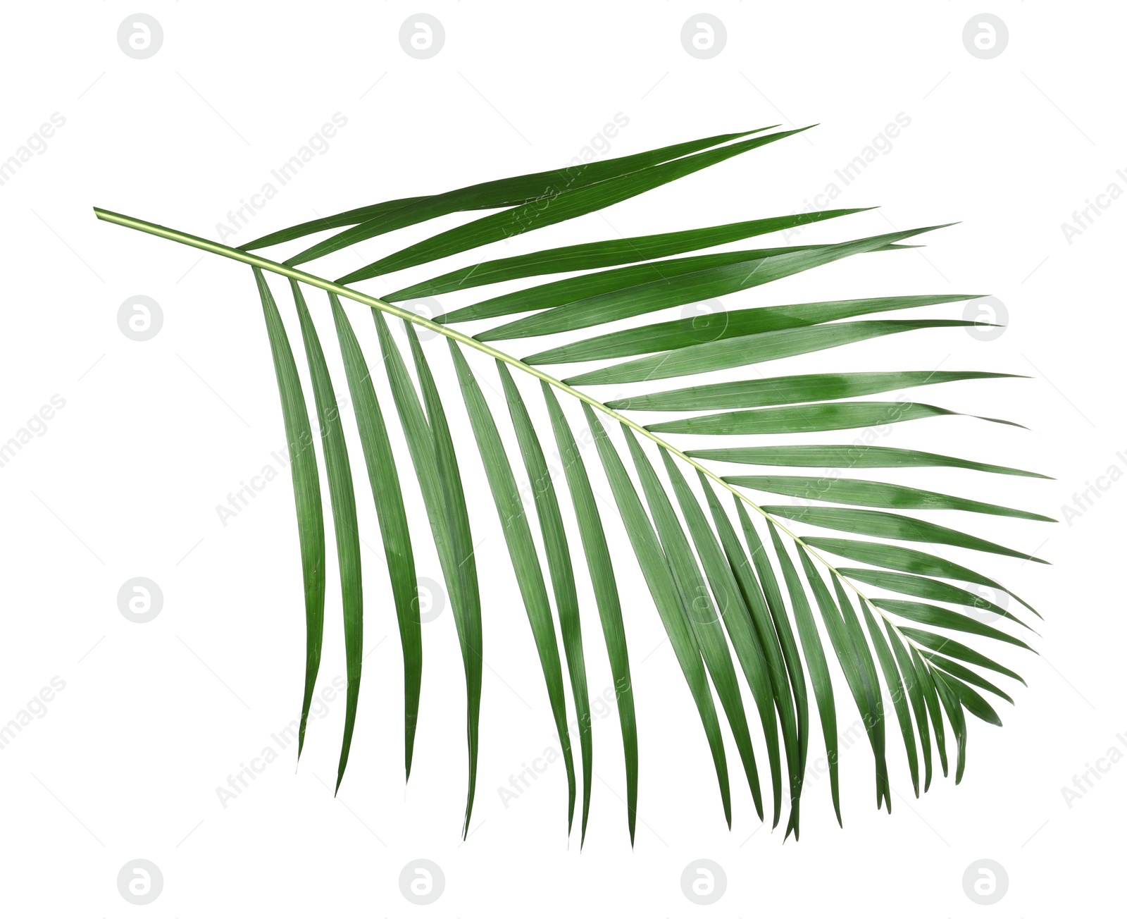 Photo of Beautiful lush tropical leaf isolated on white