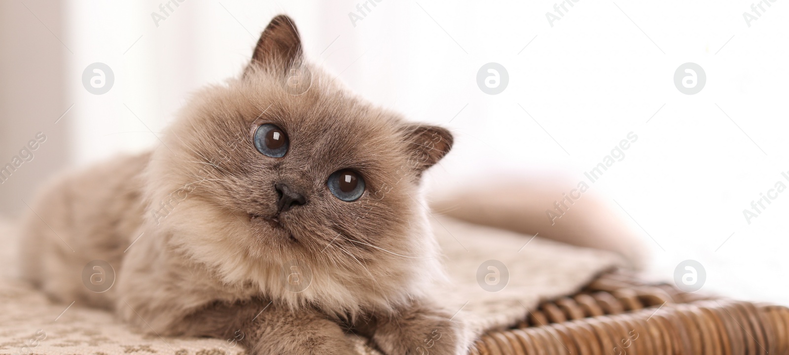 Image of Birman cat on wicker chest at home, space for text. Banner design