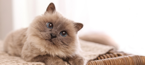 Birman cat on wicker chest at home, space for text. Banner design