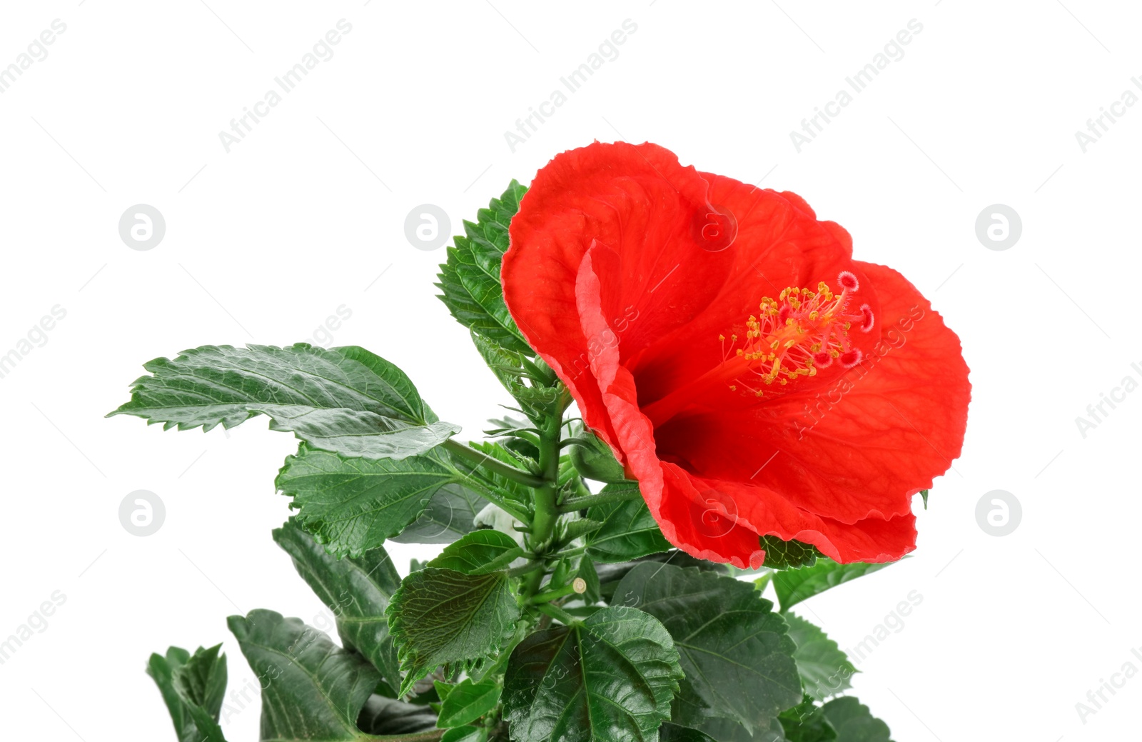 Photo of Beautiful red hibiscus flower and green leaves isolated on white