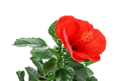 Beautiful red hibiscus flower and green leaves isolated on white