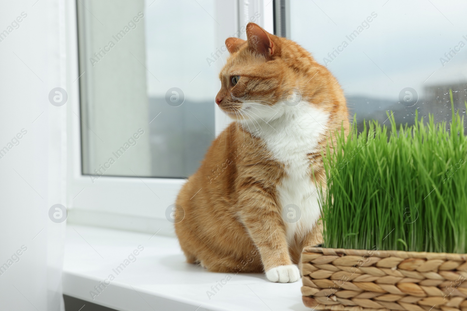 Photo of Cute ginger cat near green grass on windowsill indoors