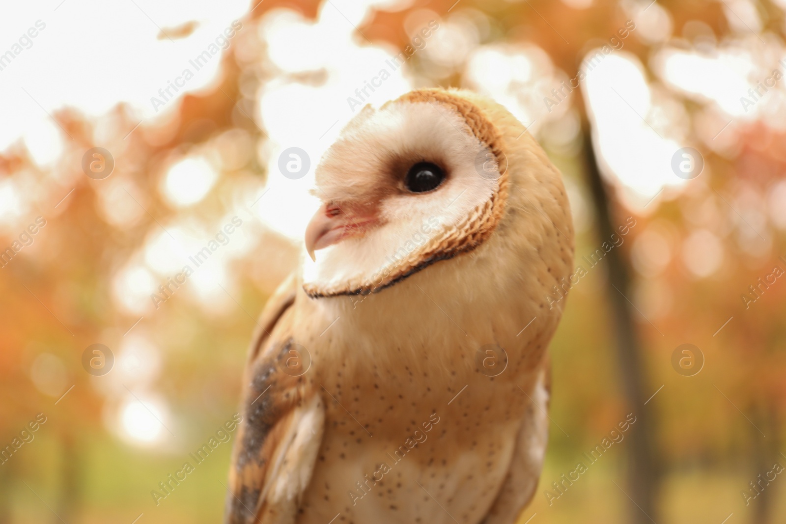 Photo of Beautiful common barn owl outdoors. Bird of prey