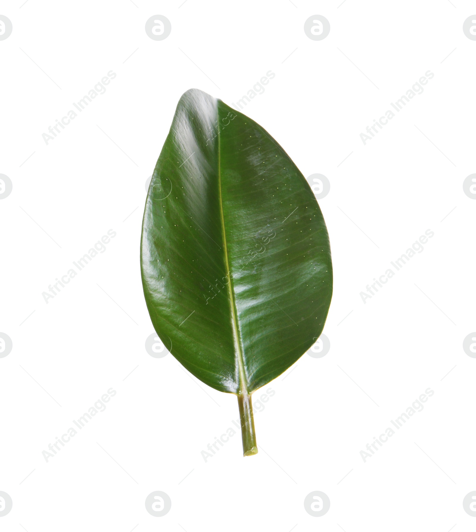 Photo of Fresh green leaf of Ficus elastica plant isolated on white