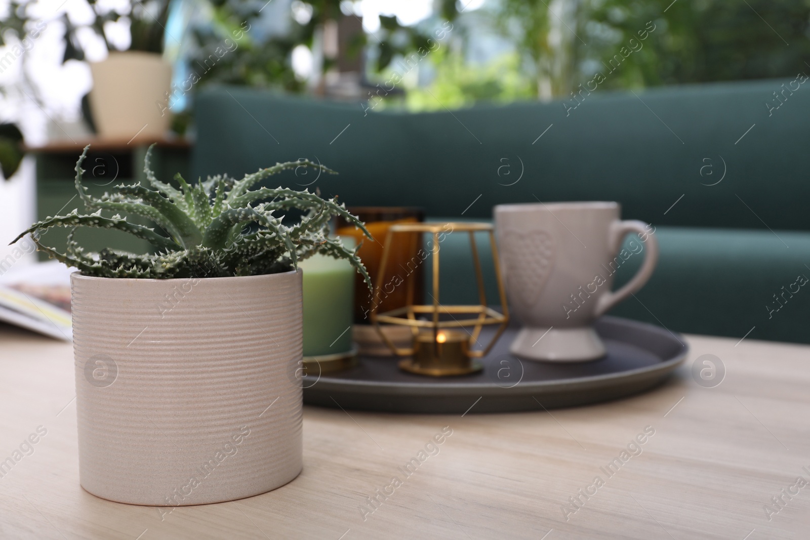 Photo of Beautiful houseplant on wooden table indoors. Space for text