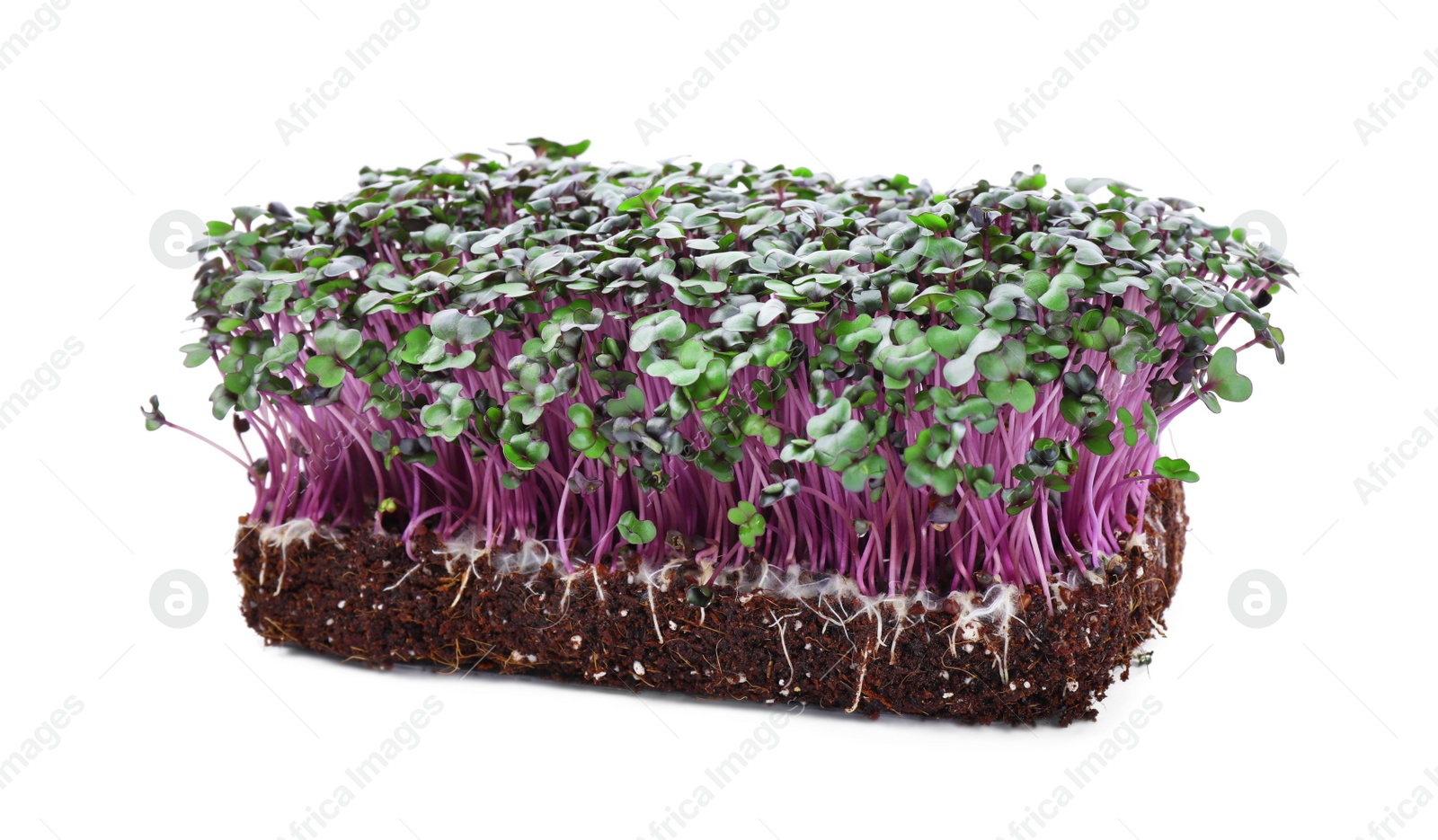 Photo of Fresh organic microgreen in soil on white background