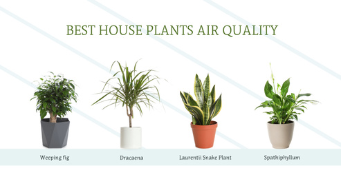 Image of Set of best house plants for air quality improvement on white background. Banner design