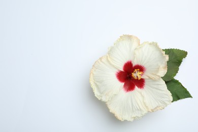 Photo of Beautiful tropical hibiscus flower with leaves on white background, top view