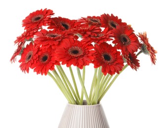 Bouquet of beautiful red gerbera flowers in ceramic jug on white background