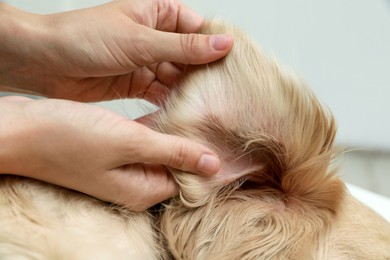 Woman checking dog's ear for ticks on blurred background, closeup