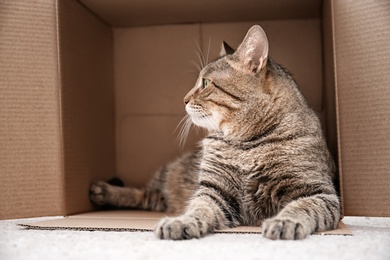 Photo of Cute cat resting after playing with cardboard box at home