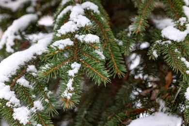 Photo of Fir tree branches covered with snow in winter park, closeup