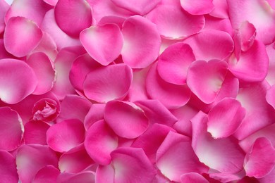 Photo of Closeup of many pink rose petals as background, top view