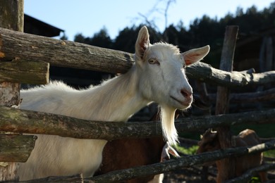 Photo of Cute goat inside of paddock at farm