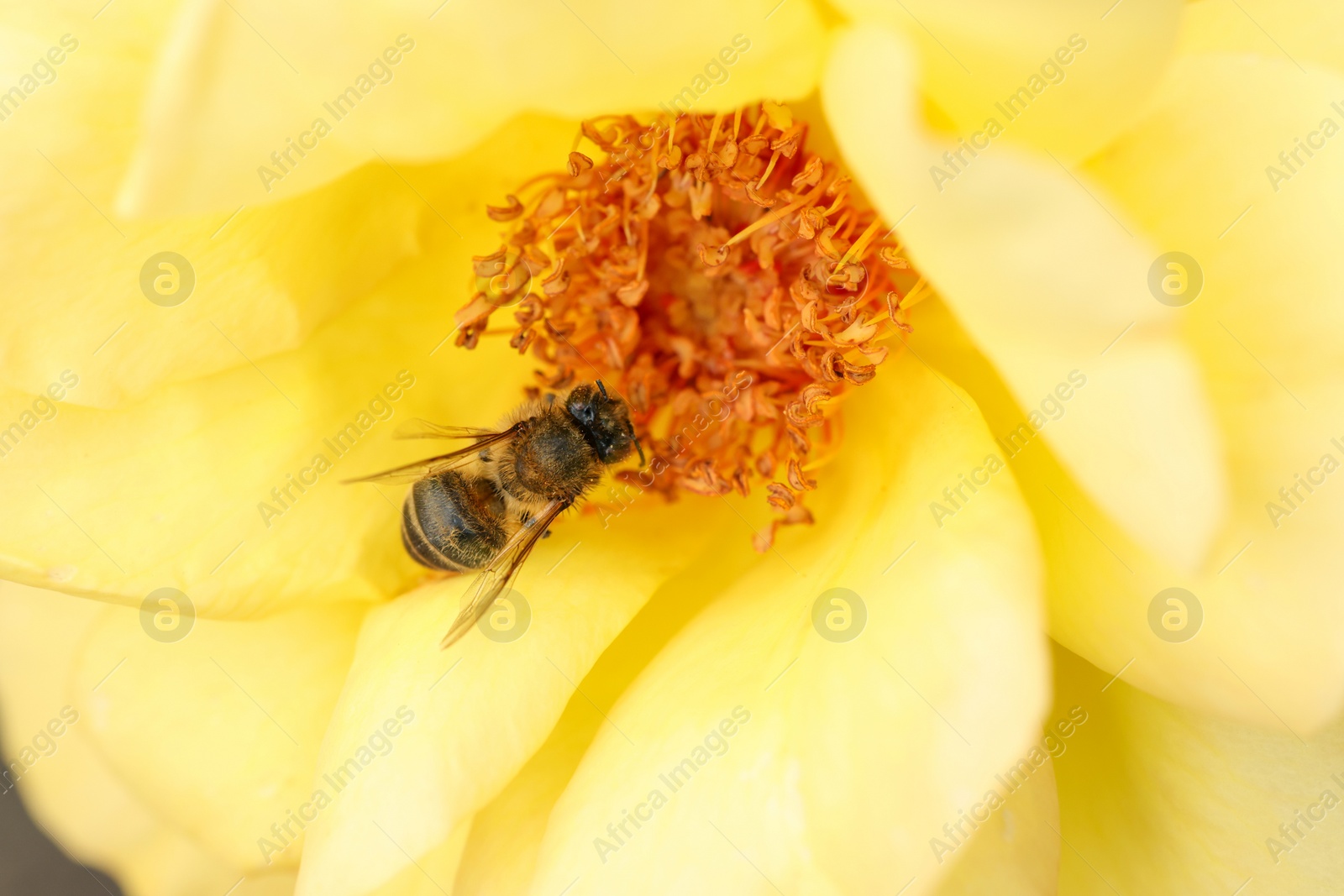 Photo of Honeybee collecting pollen from beautiful flower, closeup