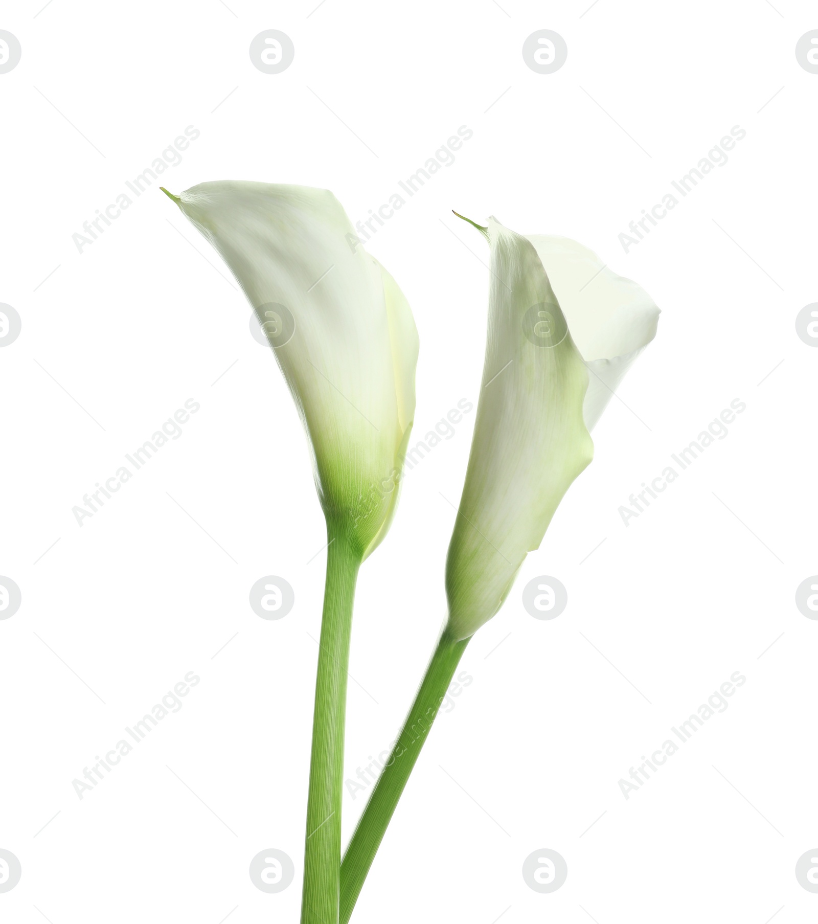 Photo of Beautiful calla lily flowers on white background