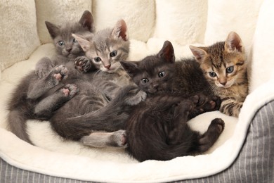 Cute fluffy kittens on pet bed. Baby animals