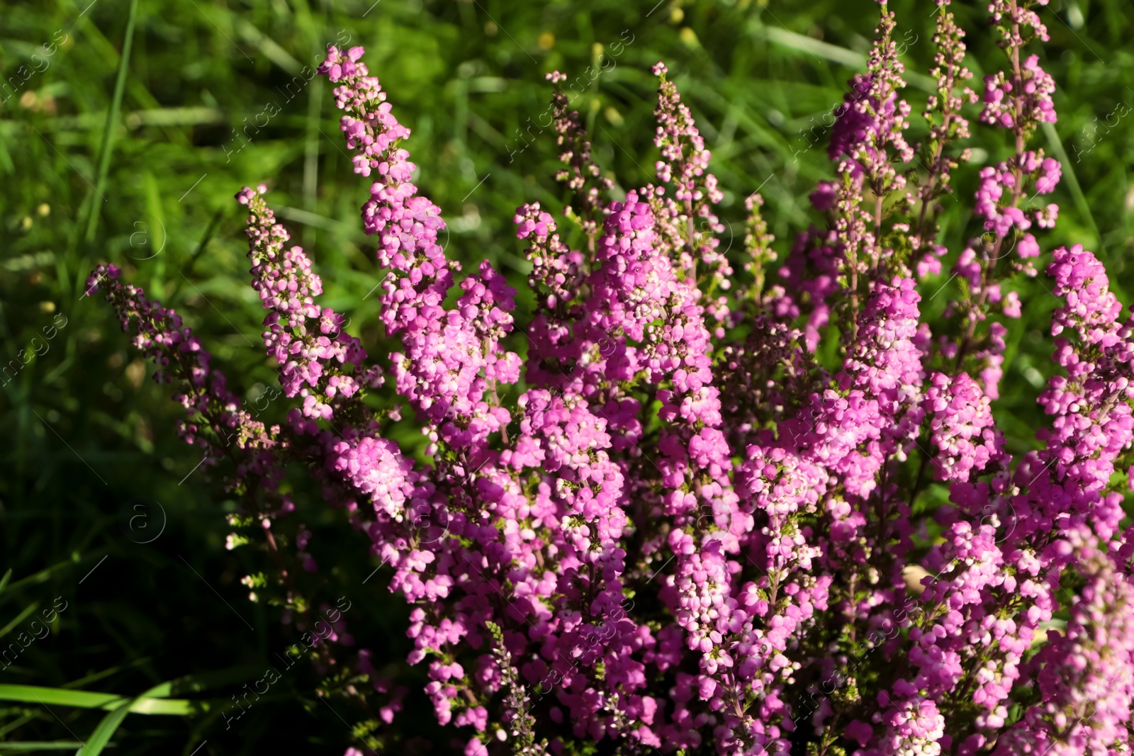 Photo of Heather shrub with beautiful blooming flowers outdoors on sunny day, closeup