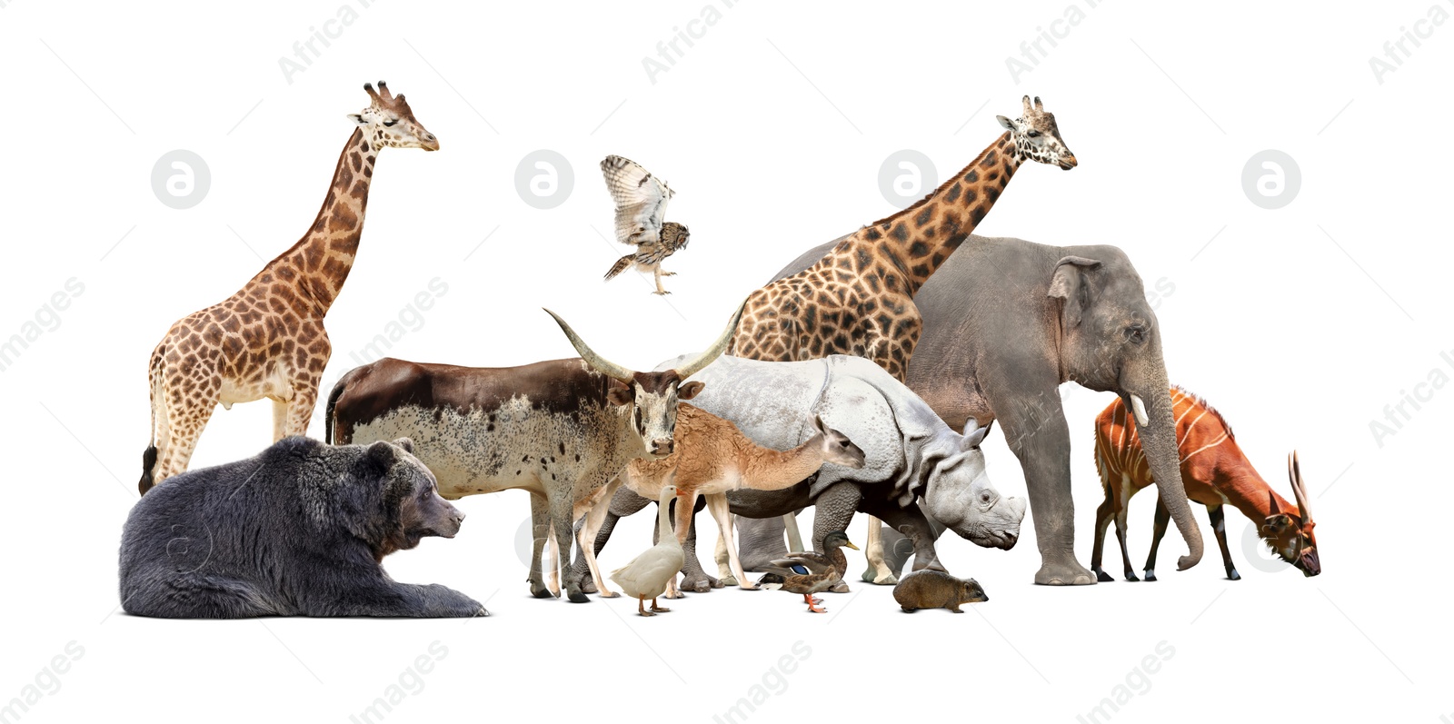 Image of Group of different wild animals on white background, collage