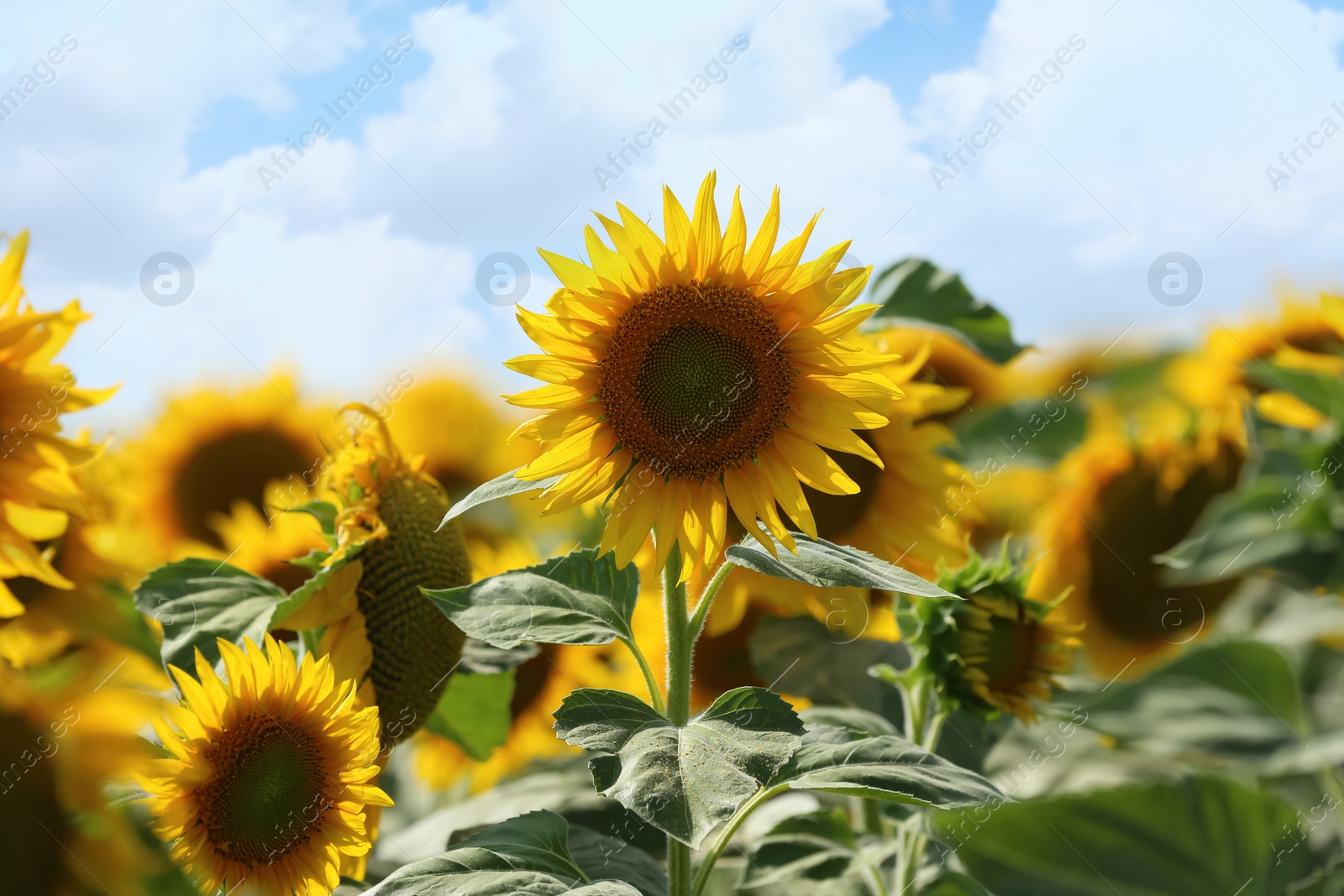 Photo of Beautiful blooming sunflowers in field on summer day