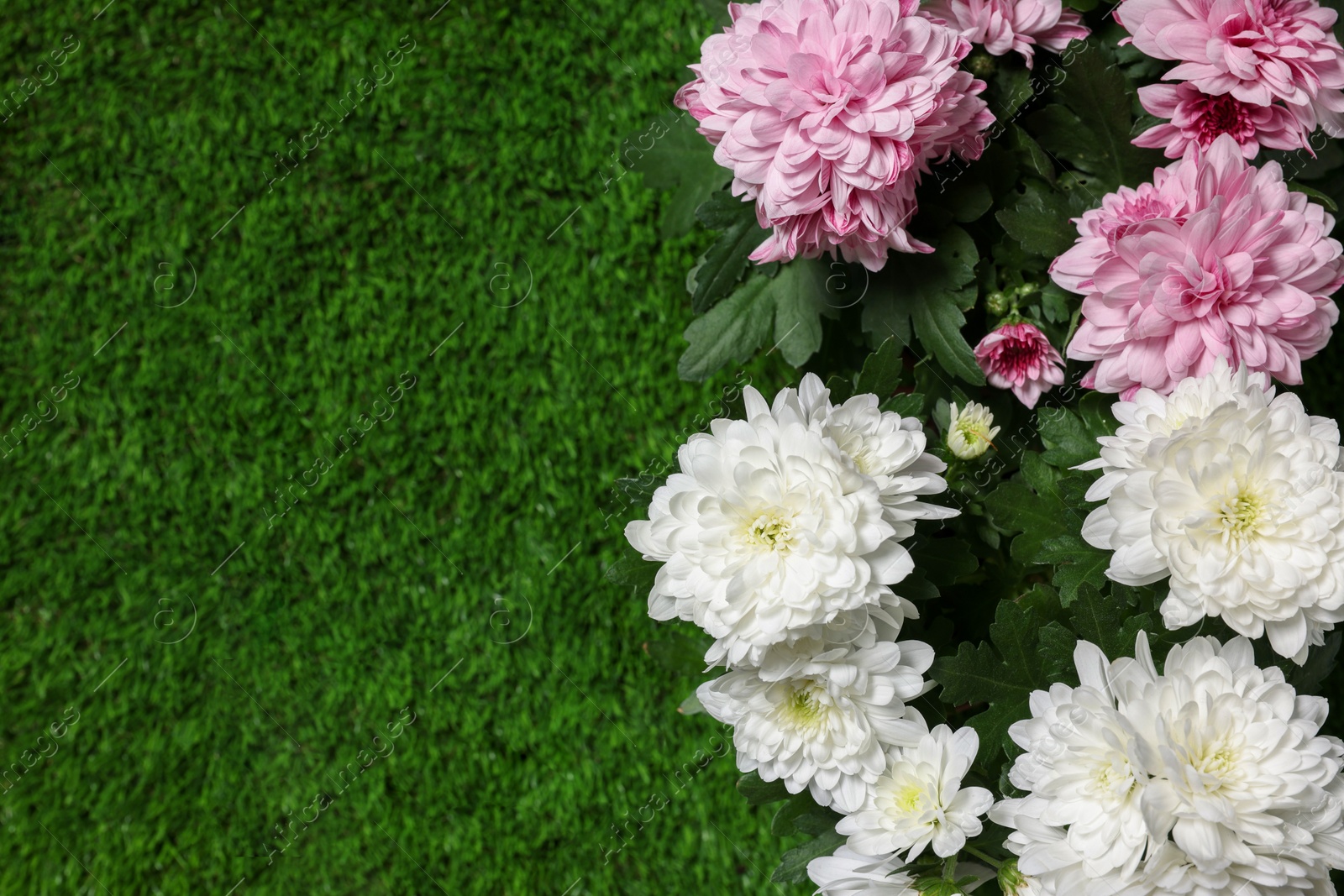 Photo of Beautiful chrysanthemum flowers on green grass, flat lay. Space for text