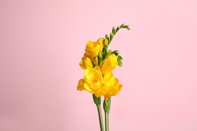 Photo of Beautiful yellow freesia flowers on pink background